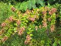 Canyon Creek Abelia